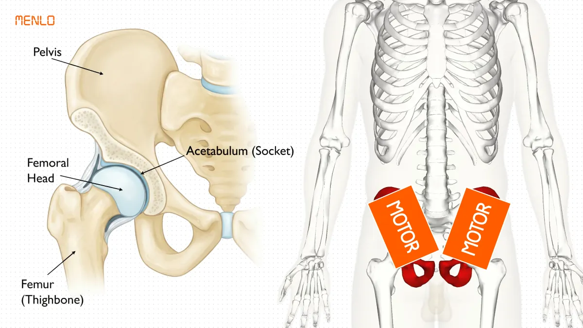 Basis of Human Movement reference